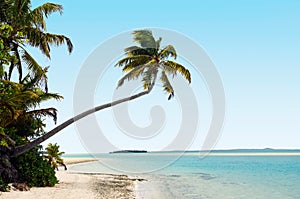 Coconut trees on deserted tropical island