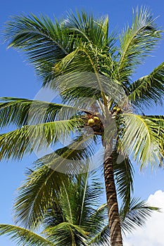 Coconut trees, Dominican Republic photo