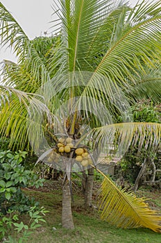 Coconut Trees With Drupes