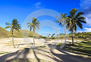 Coconut trees on Easter Island, Chile