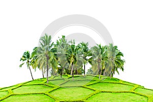 Coconut trees and field of beautiful grass isolated on white background with clipping path