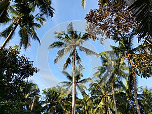 coconut trees in the forest