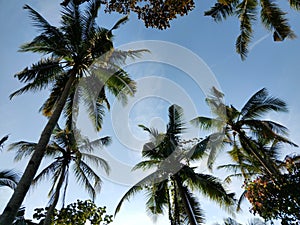 coconut trees in the forest