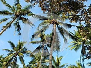 coconut trees in the forest