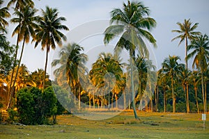 Coconut trees during full moon in Pekan, Pahang, Malaysia