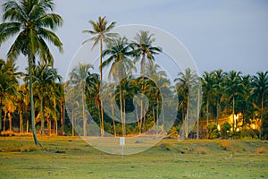 Coconut trees during full moon in Pekan, Pahang, Malaysia