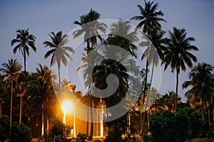 Coconut trees during full moon in Pekan, Pahang, Malaysia