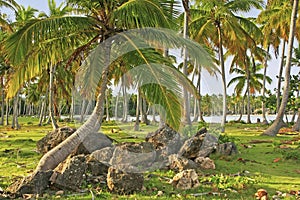 Coconut trees grove, Las Galeras beach, Samana peninsula photo