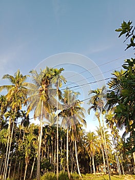 coconut trees that grow in the village with tall, long stems and are tens of years old