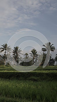 Coconut trees under blue sky