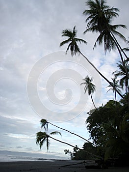 Coconut trees hang over Beach in Punta Banco photo