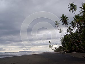 Coconut trees hang over Beach in Punta Banco photo