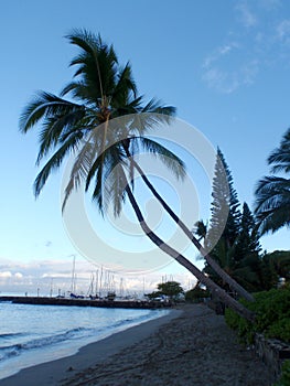 Coconut trees hang over Lahaina Beach