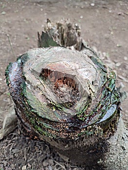 Coconut trees that have been cut down in the garden
