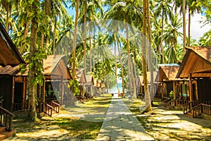 Coconut trees at Havelock Island