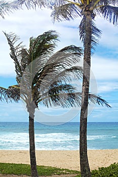 Coconut trees on a Hawaiian beach
