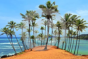 Coconut trees hill, Mirissa, Sri Lanka