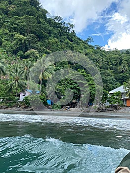 coconut trees housing beach hinau forest