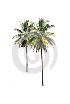 Coconut trees on isolated, an evergreen leaves plant di cut on white background with clipping path.