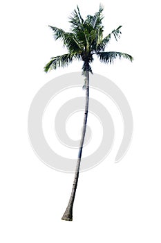 Coconut trees, isolated on white background,with clipping path.