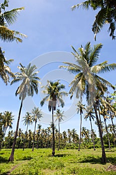 Coconut trees in the jungle. summer day, Thailand