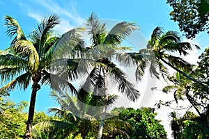 Coconut trees in Key West Florida photo