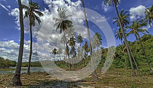 Coconut trees at Kuta Lubok Fort at Aceh Besar