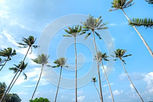 Coconut Trees at Lagoi Bay, Bintan, Indonesia