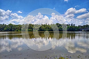 Coconut trees line and Cloud Reflections Mirror Image in River