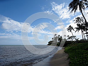 Coconut Trees line Kahala Beach photo