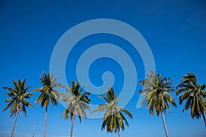 coconut trees lined up againts blue sky and green field