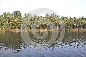 Coconut trees looks beautiful on river side