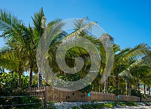 Coconut trees at the Lorient beach on the island of Saint Barthelemy