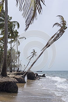 Coconut trees losing ground to rising sea level