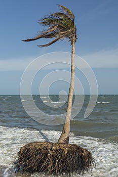 Coconut trees losing ground to rising sea level