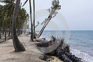 Coconut trees losing ground to rising sea level