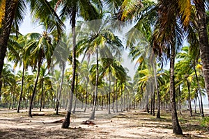 Coconut Trees Maracaipe - Pernambuco, Brazil