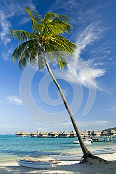 Coconut trees on moorea in sou