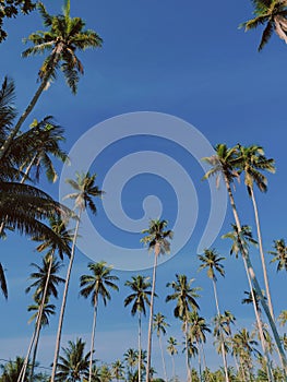 coconut trees in the morning, with a beauty sky