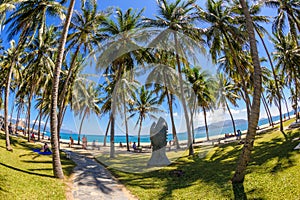 Coconut trees at nha trang beach in vietnam 3