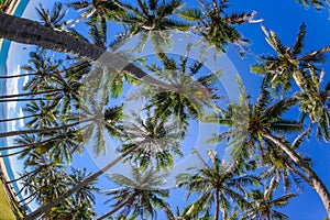 Coconut trees at nha trang beach in vietnam