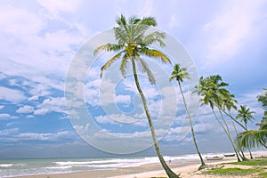 Coconut trees, the ocean and a beautiful sunet