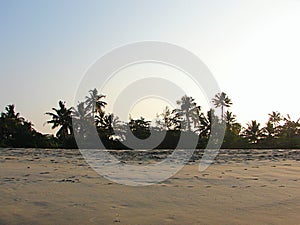 Coconut Trees and Palm Trees at Sandy Sea Shore - Alappuzha, Kerala, India