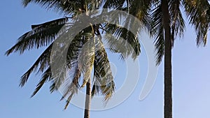 Coconut trees at Phu Quoc island, Kien Giang province, Vietnam