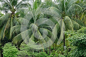 Coconut trees planted at Botanic Gardens in Singapore