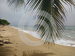 Coconut Trees Playa Corcega Stella , Puerto Rico Sunset photo