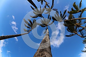 Coconut trees pointing to the sky in Hawaii