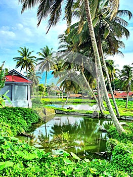 Coconut trees and pools at the properous village