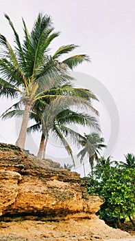 Coconut trees