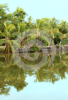 Coconut trees reflection